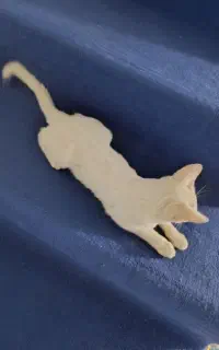 پیشی گربه سفید