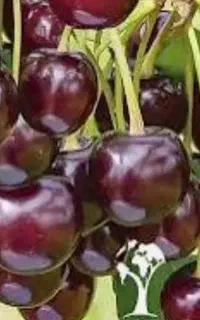 البالو تکدانه