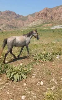 فروشی