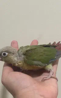 جوجه سرلاکی و نر بالغ گرینچیک