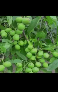 خریدگردو روی درخت و تکاندن گردو