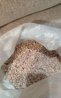 لوبیا چیتی