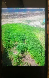 نهال گوجه
