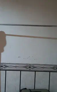 رگال