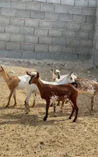 بزغاله