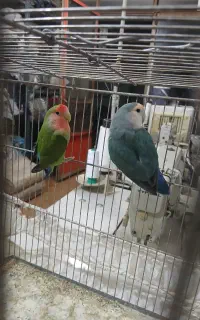 طوطی برزیلی