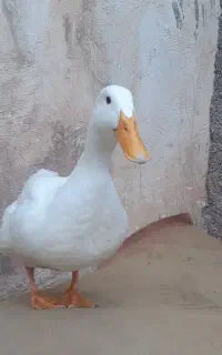 اردک نر