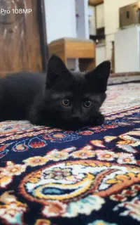 بچه گربه