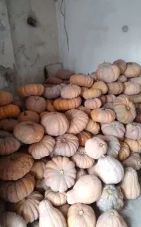 کدو انجیری و کدو سفید تازه