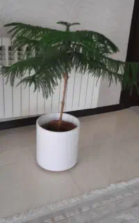 درختچه مطبق