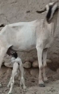 بز با کهره