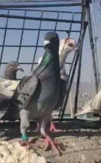 چهار عدد کفتر