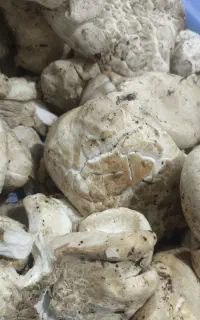 قارچ(آگله)