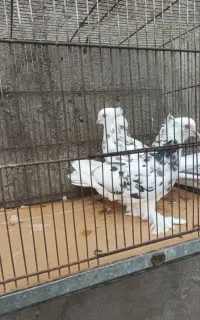 کفتر