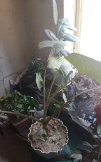 گل وگیاه