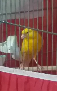 قناری نرو ماده تک رنگ