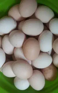 تخم مرغ محلی