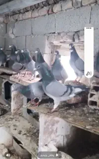 دوبر نر وماده ۲۰ عدد جفتی ۷۰۰