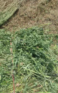 خرید فروش  یونجه بدون رطوبت