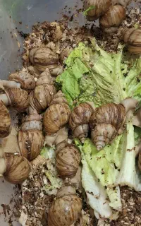 فروش ویژه حلزون و خاویار حلزون