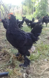فروش مرغ و خروس مرندی پا پر کامل مشکی