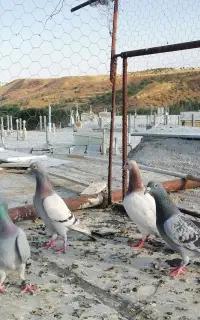 ماده پلاکی