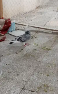 کفتر کبوتر