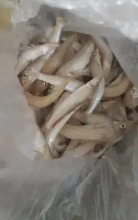 ماهی حواسیم بلا خحکک