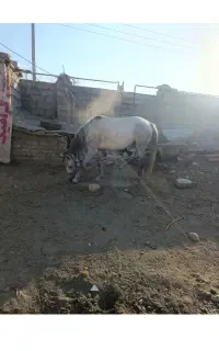 اسب