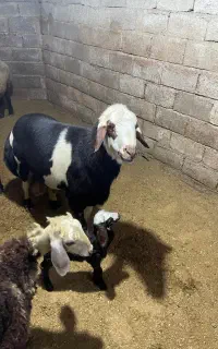 پسر سیلور بزرگ ۳ سال همه جوره ضمانت