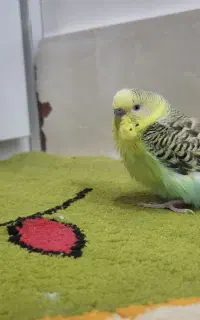 مرغ عشق سرحال نر