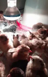 جوجه یک روزه تا یک ماه