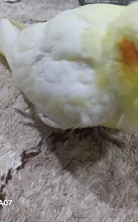 عروس هلندی