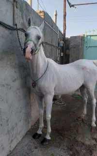 اسب مادیان عرب یکسر مصری