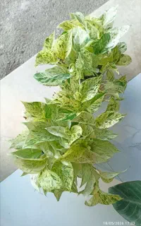 گل و گیاه پیچک