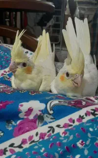 فروش پرنده خانگی
