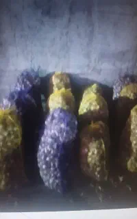 سیر ضایعات بدون خاک سالم