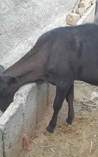گوساله ماده