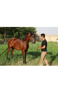 فروش۳راس اسب مادیون عرب