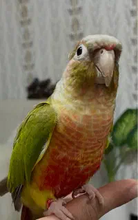 گرینچیک