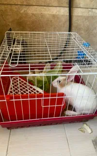 خرگوش مینیاتوری