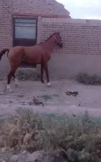 اسب نریون عرب مدارک کامل