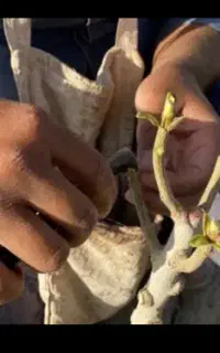 پیوند پسته در تربت جام و حومه