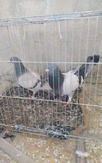 کبوتر‌شقشقی