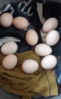 هیجانات مزرعه