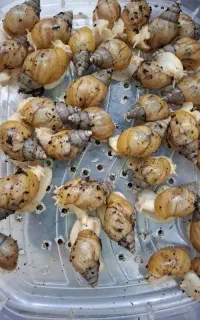 حلزون تراپی جهت زیبایی وآبرسانی پوست صورت وگردن