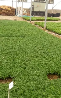 نشاع