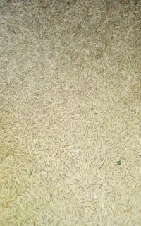 جو سفید دامی