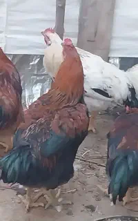 خروس