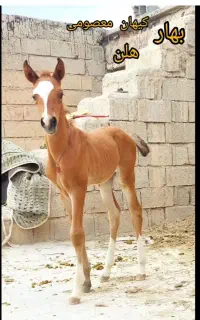 مادیان کره دوسال پرخون